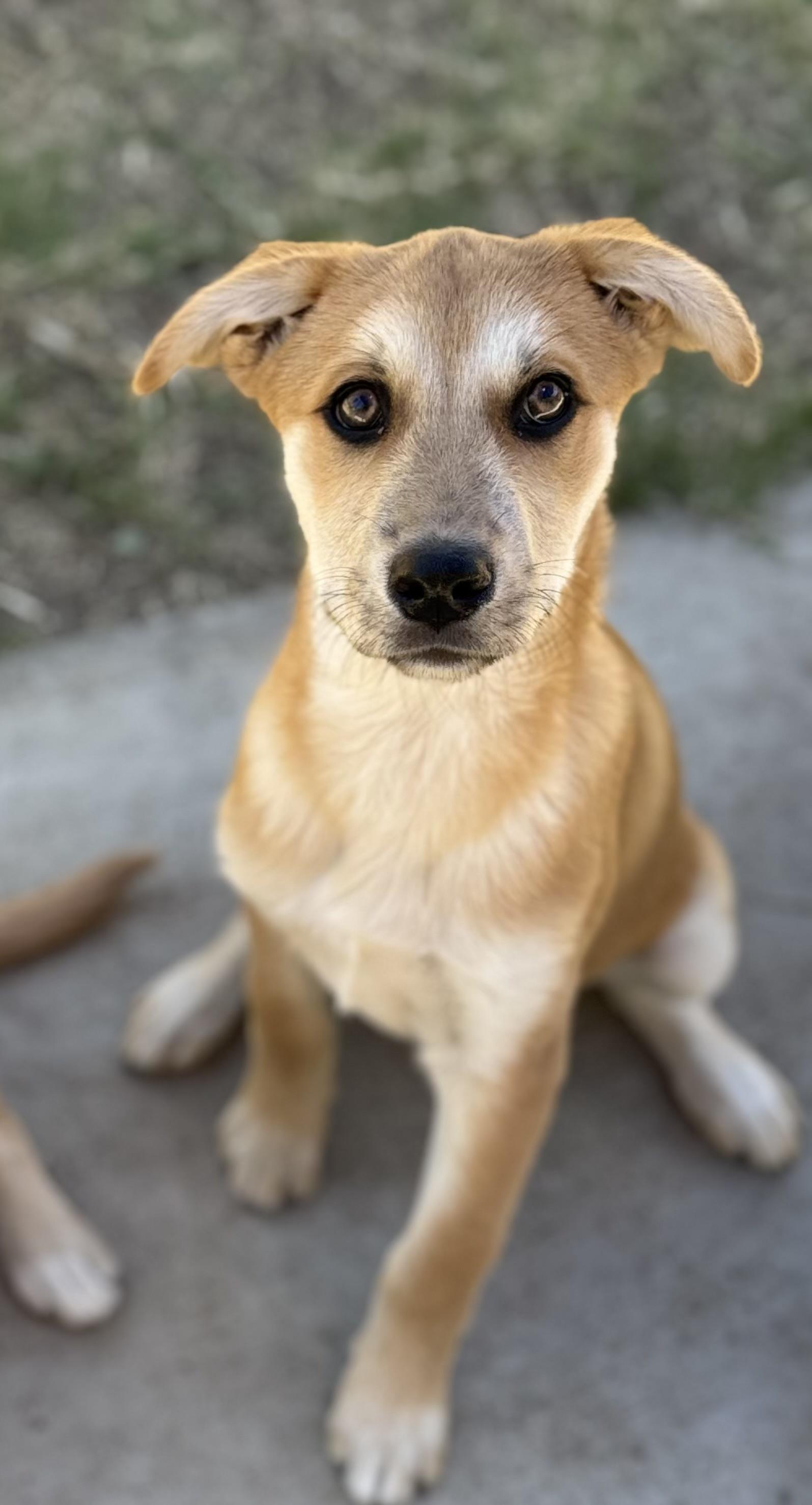 Zest, Adoptable, Puppy Male Shepherd & Husky.