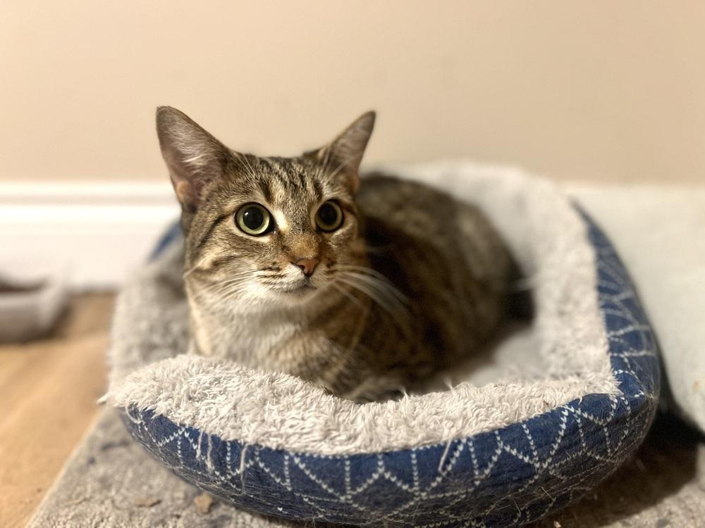 Rhea, a Adoptable Tabby in Chicago, IL image 1/4
