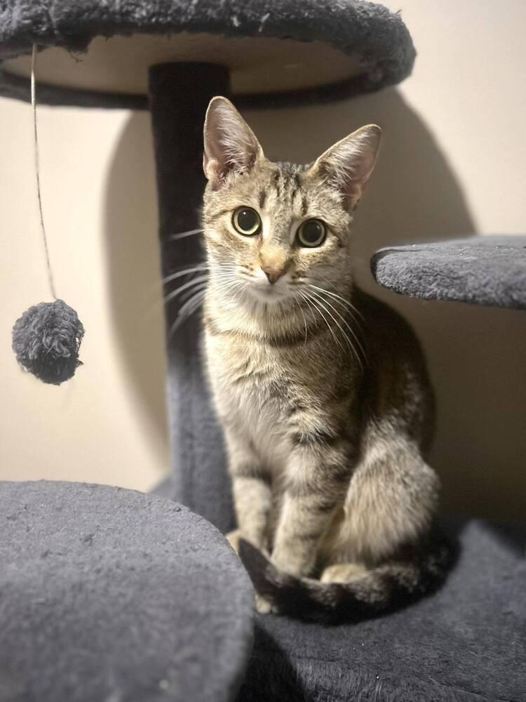 Rhea, a Adoptable Tabby in Chicago, IL image 2/4
