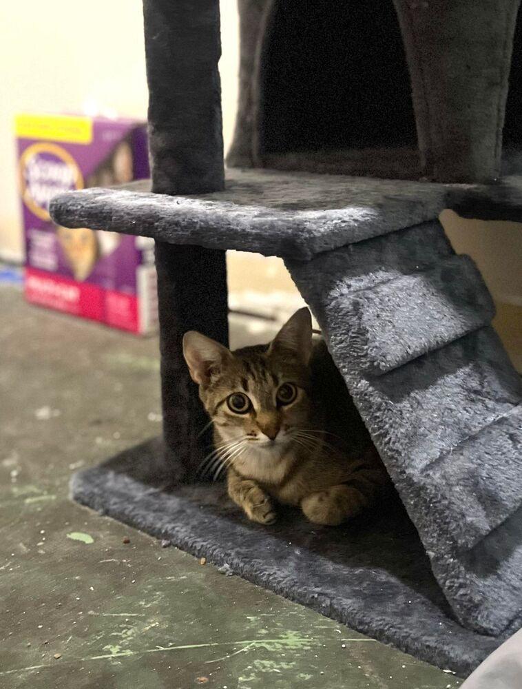 Rhea, a Adoptable Tabby in Chicago, IL image 3/4