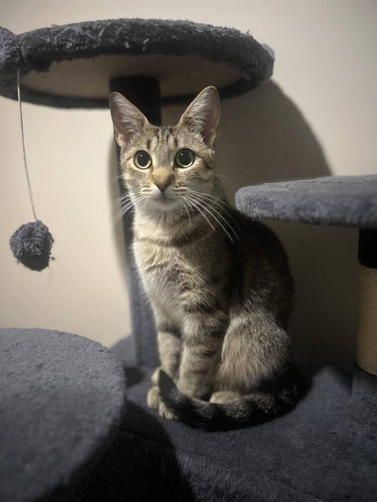 Rhea, a Adoptable Tabby in Chicago, IL image 4/4