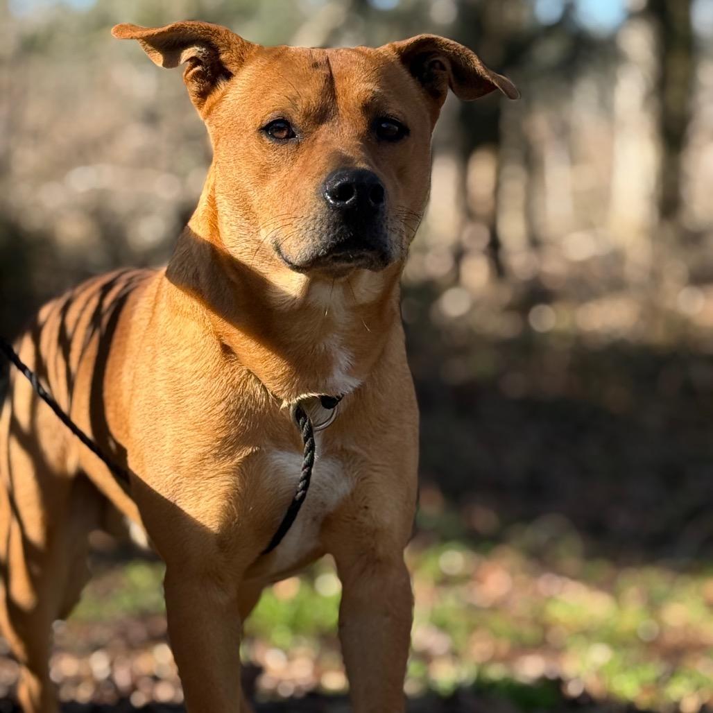 Player, Adoptable, Adult Male Mixed Breed.