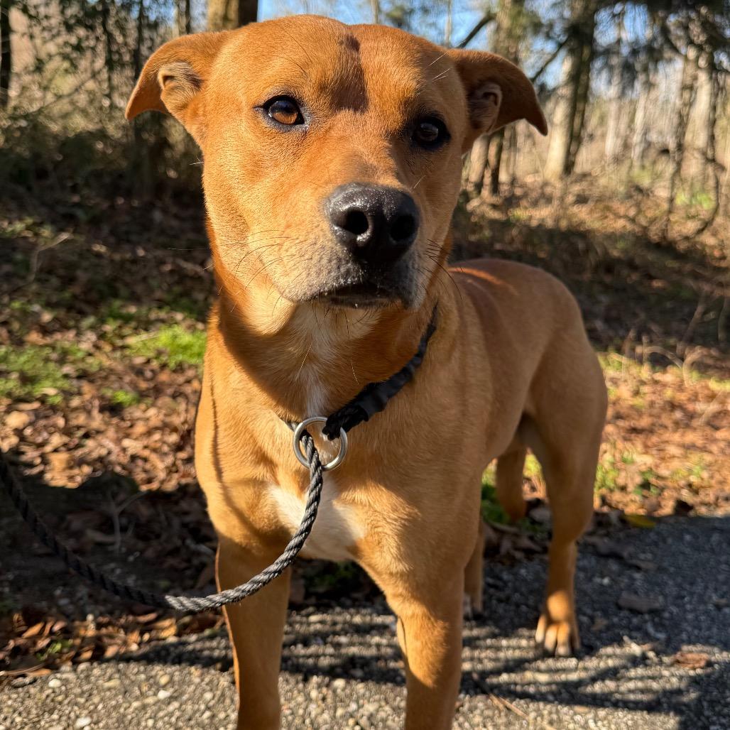 Enlarge Player, a Adoptable Mixed Breed in Monroeville, AL image 2/3