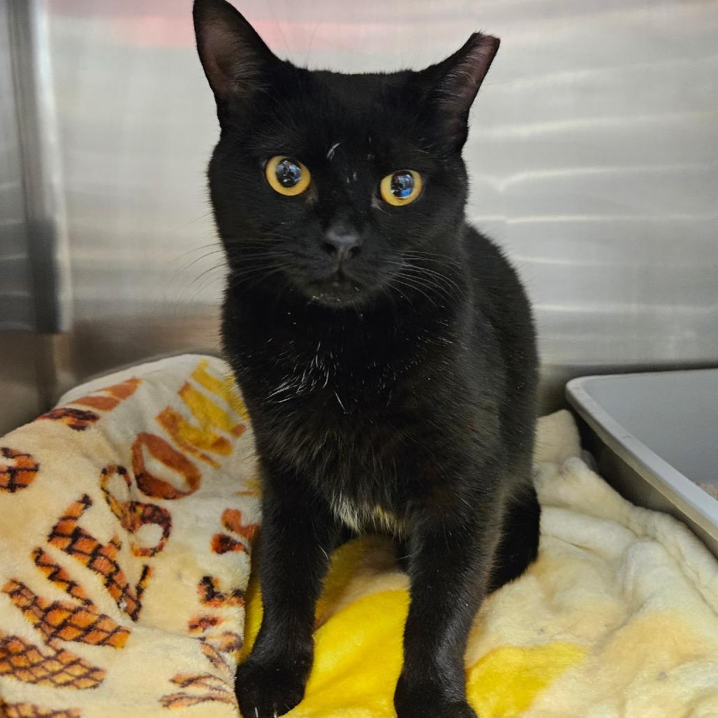 Maleficent, Adoptable, Adult Female Domestic Short Hair.