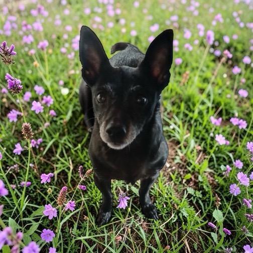 Princess, Adoptable, Senior Female Chihuahua.