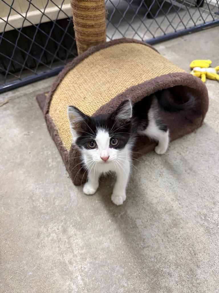 Enlarge Milton, a Adoptable mixed breed in Lagrange, IN image 1/1