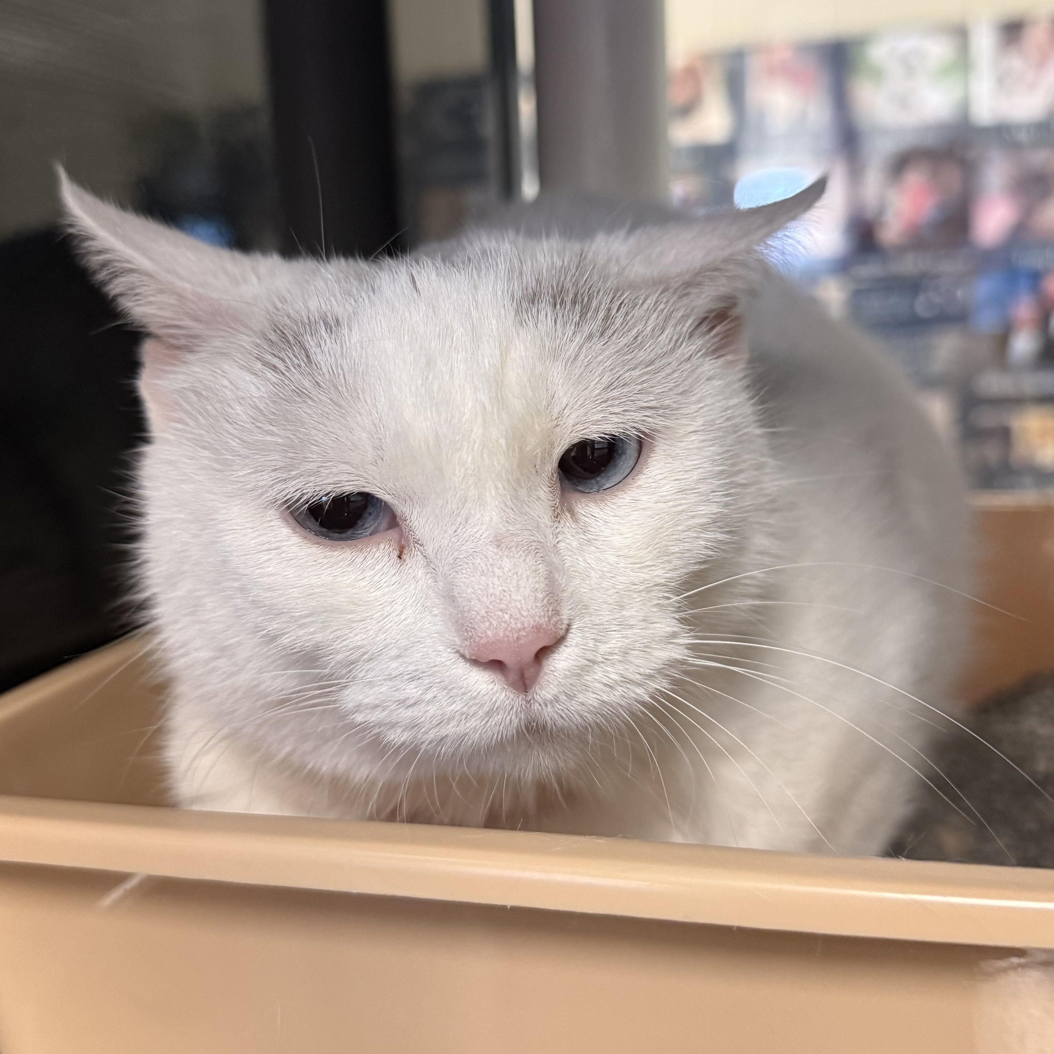 Ginger, ADOPTABLE, Adult Female Domestic Short Hair.