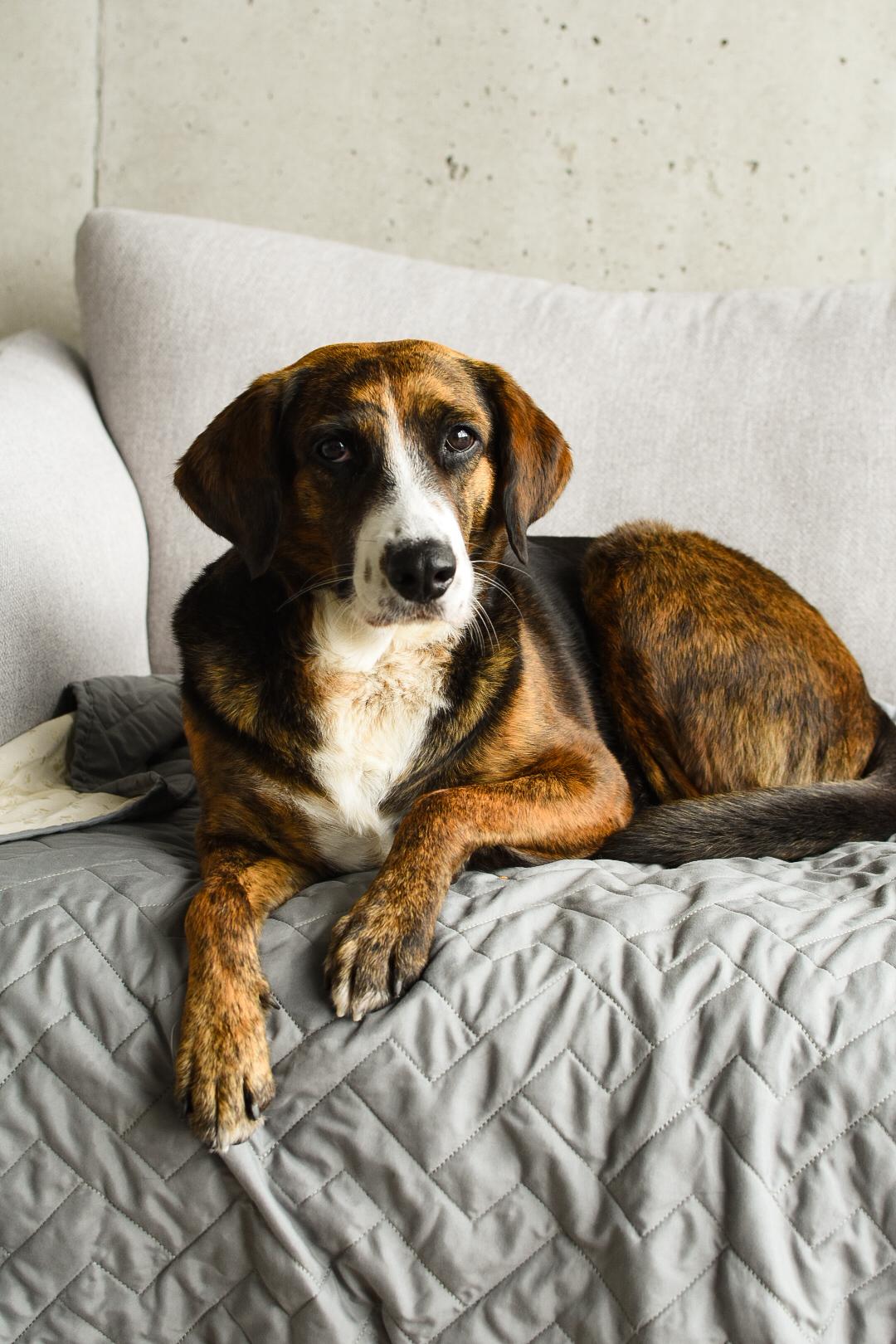 Enlarge Mina, a ADOPTABLE mixed breed in Mississauga, ON image 2/6