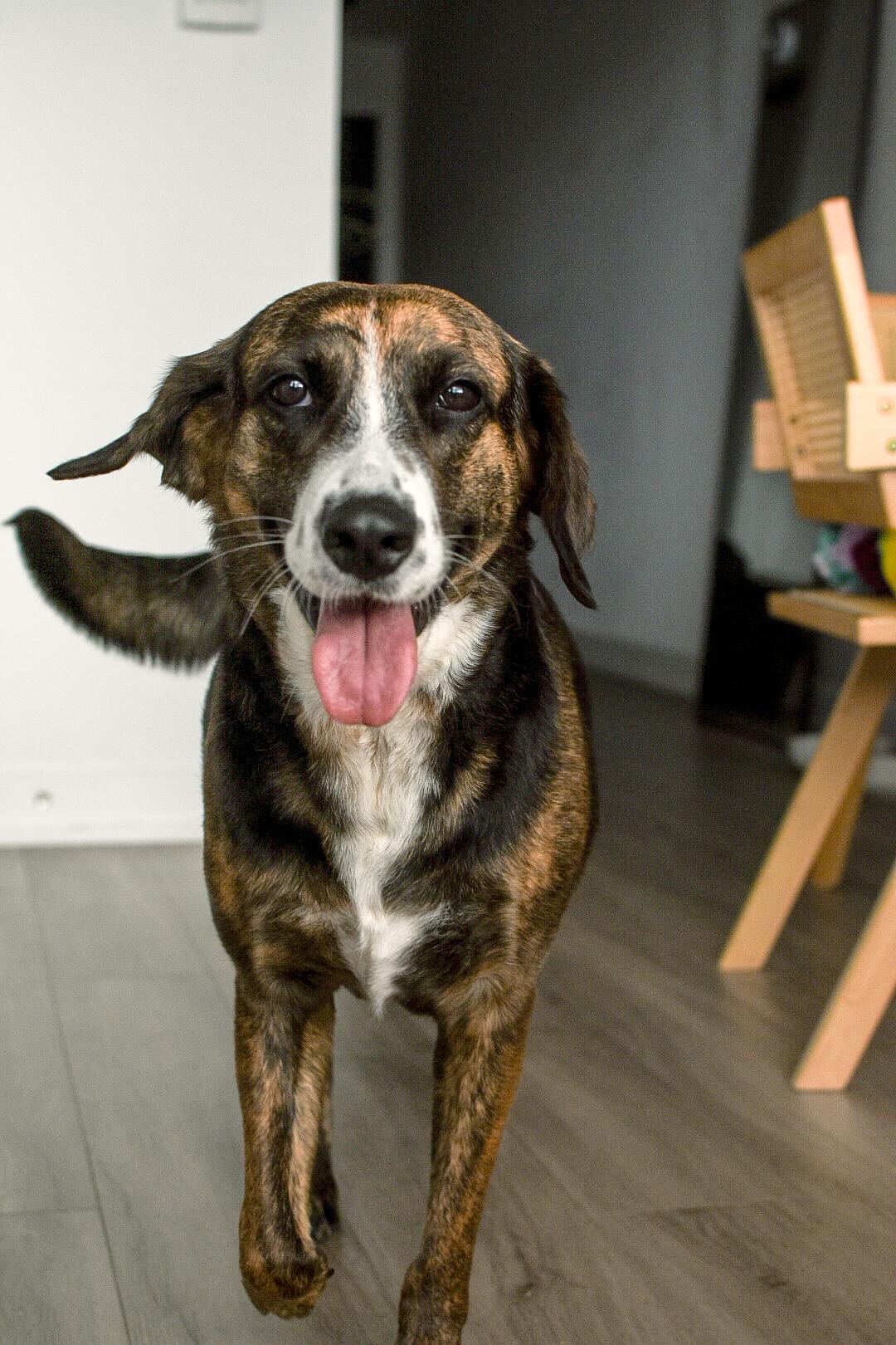 Enlarge Mina, a ADOPTABLE mixed breed in Mississauga, ON image 5/6