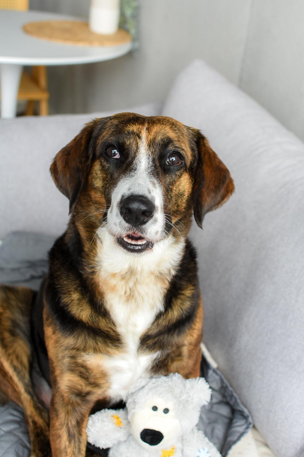 Enlarge Mina, a ADOPTABLE mixed breed in Mississauga, ON image 3/6