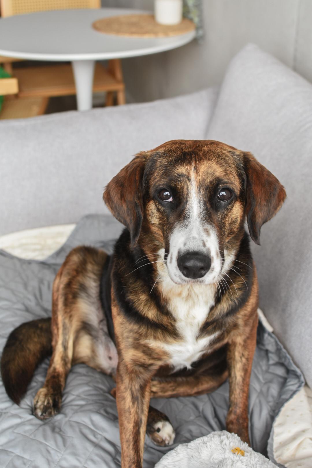 Enlarge Mina, a ADOPTABLE mixed breed in Mississauga, ON image 4/6