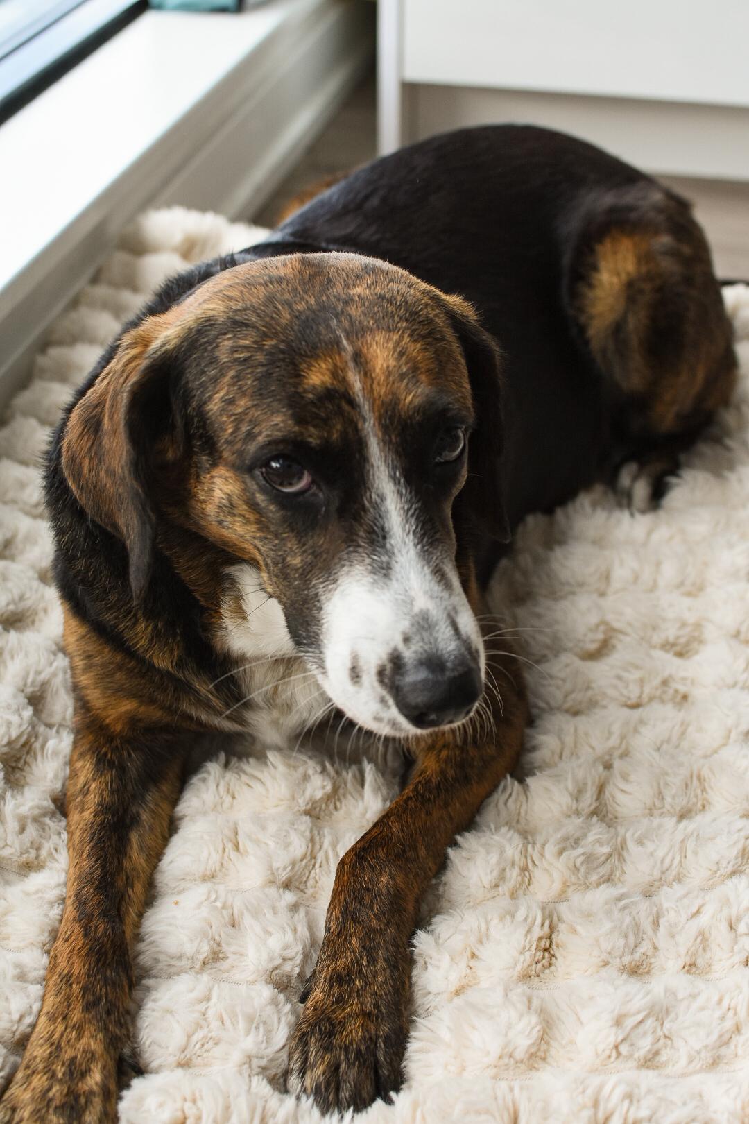 Enlarge Mina, a ADOPTABLE mixed breed in Mississauga, ON image 6/6