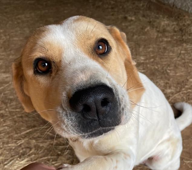 Poppy, Adoptable, Adult Female Hound.