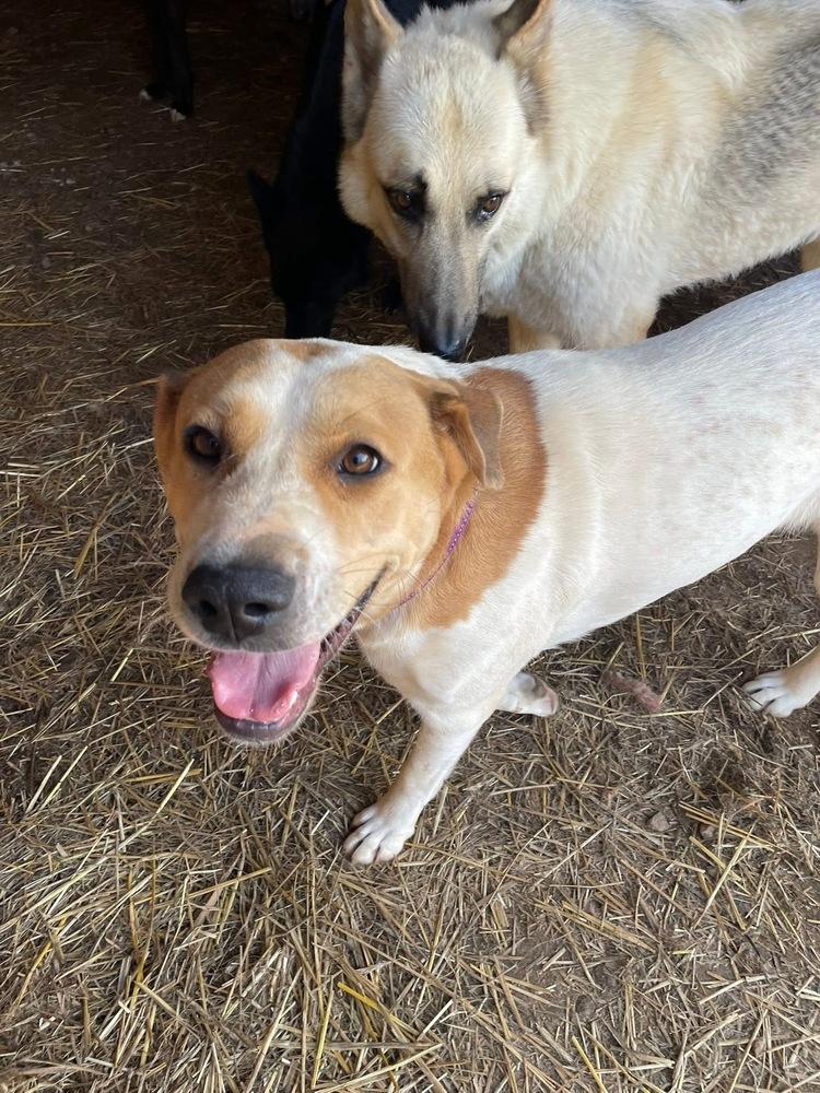 Poppy, Adoptable, Adult Female Hound.