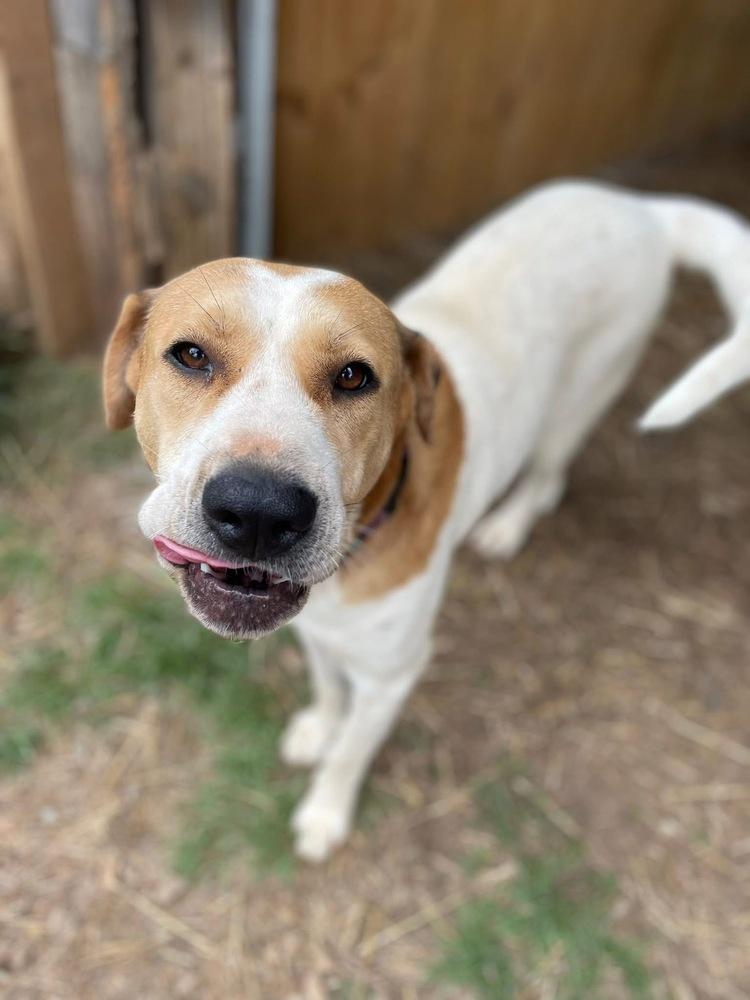 Enlarge Poppy, a Adoptable mixed breed in Newnan, GA image 4/6