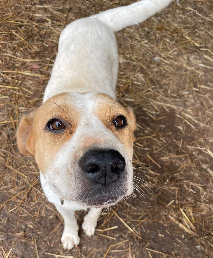 Enlarge Poppy, a Adoptable mixed breed in Newnan, GA image 5/6