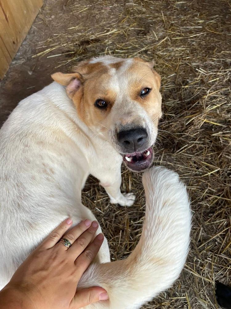 Enlarge Poppy, a Adoptable mixed breed in Newnan, GA image 6/6