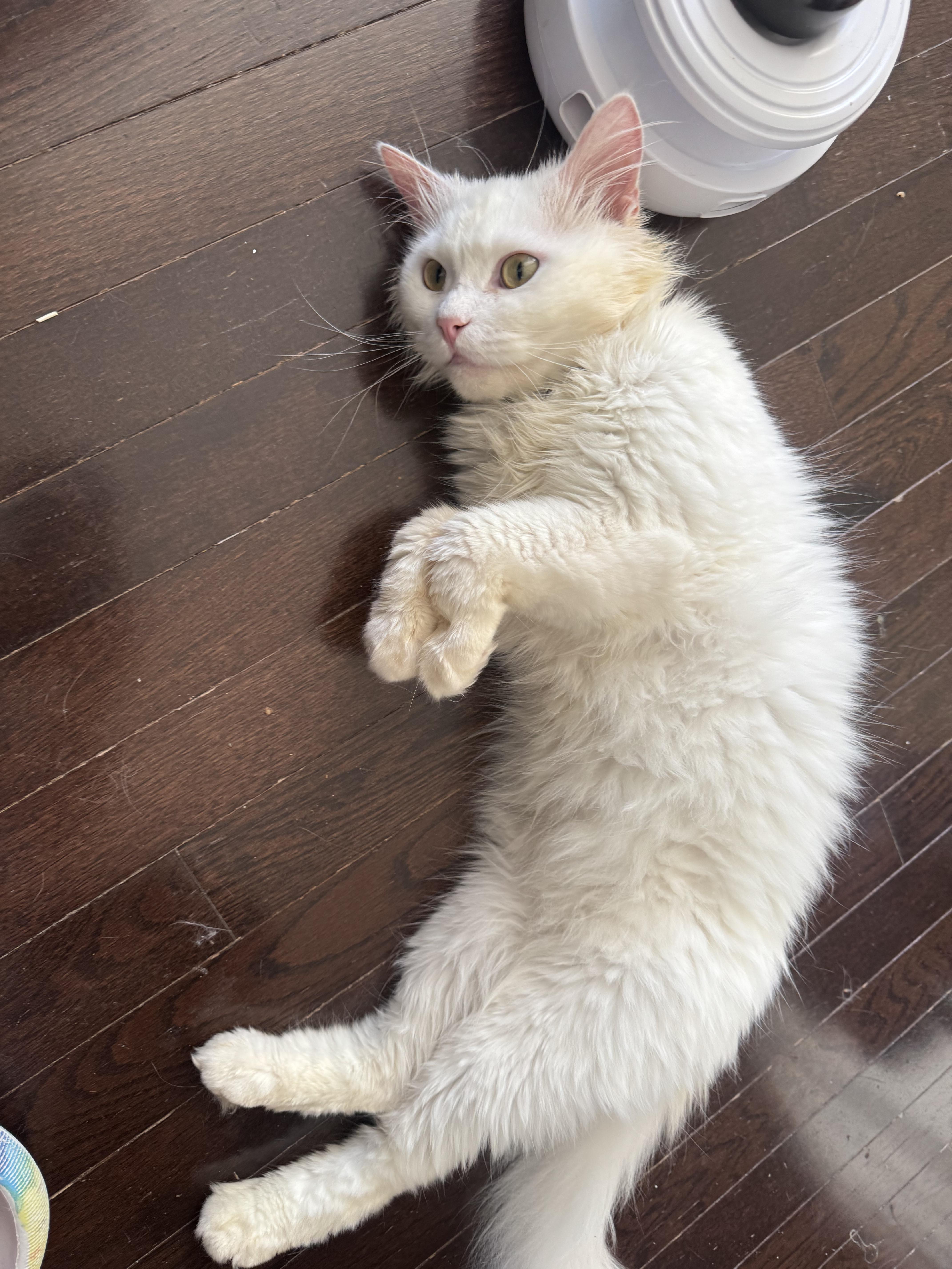 Enlarge Vola / Zacky - pamela & Dani, an adopted mixed breed in Brampton, ON image 6/6