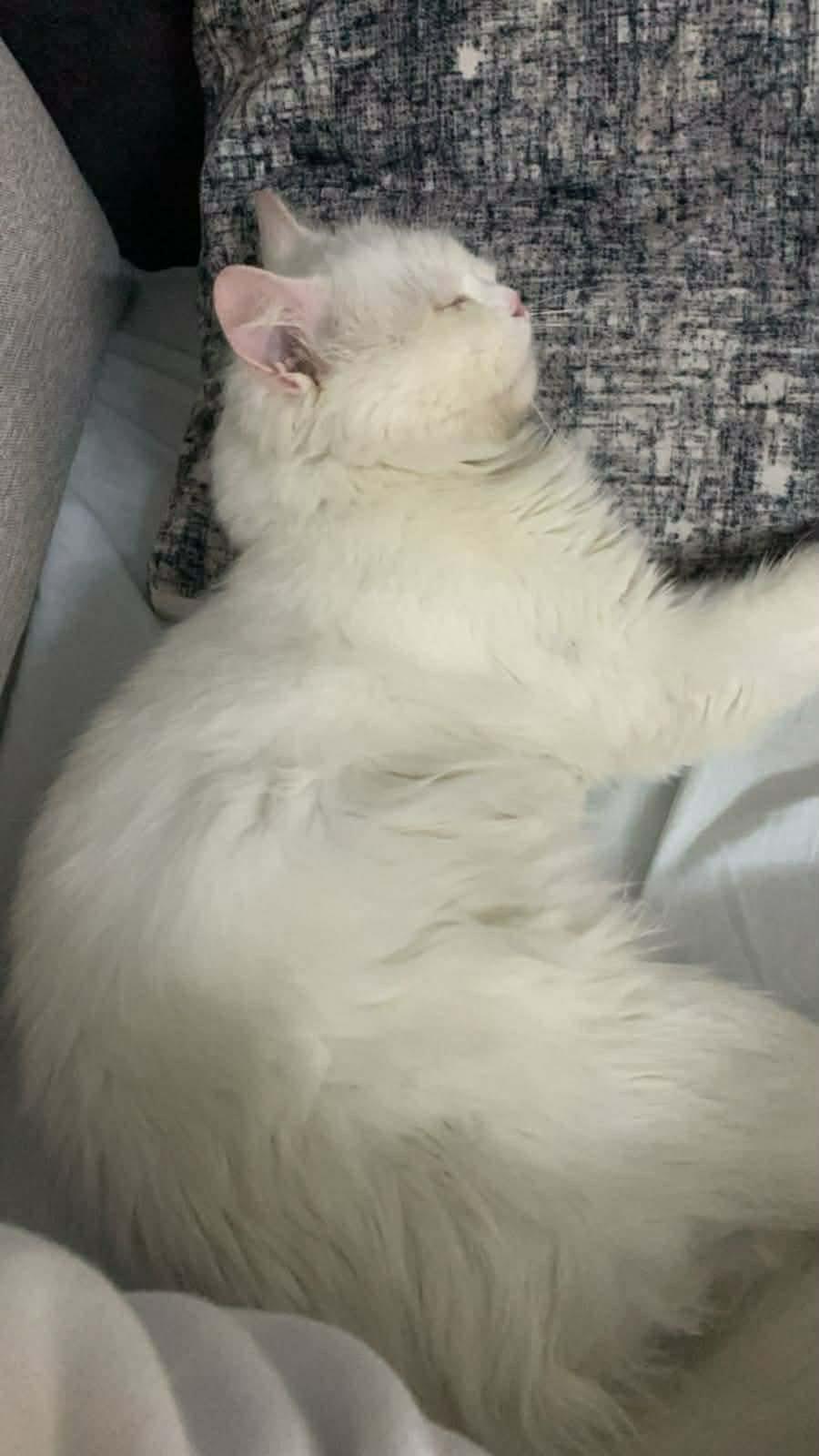 Enlarge Vola / Zacky - pamela & Dani, an adopted mixed breed in Brampton, ON image 2/6