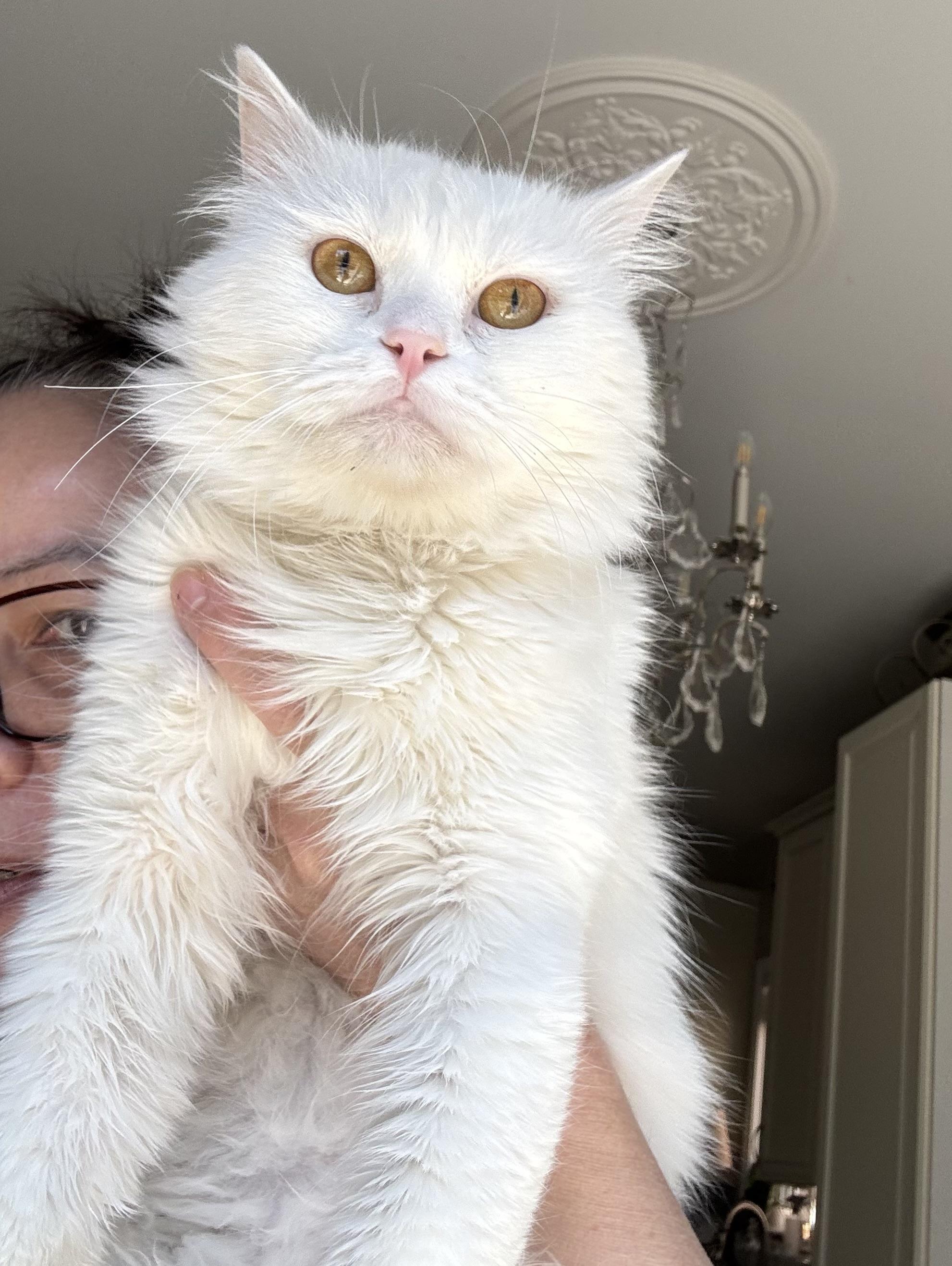 Vola / Zacky - pamela & Dani, adopted, Young Male Persian.