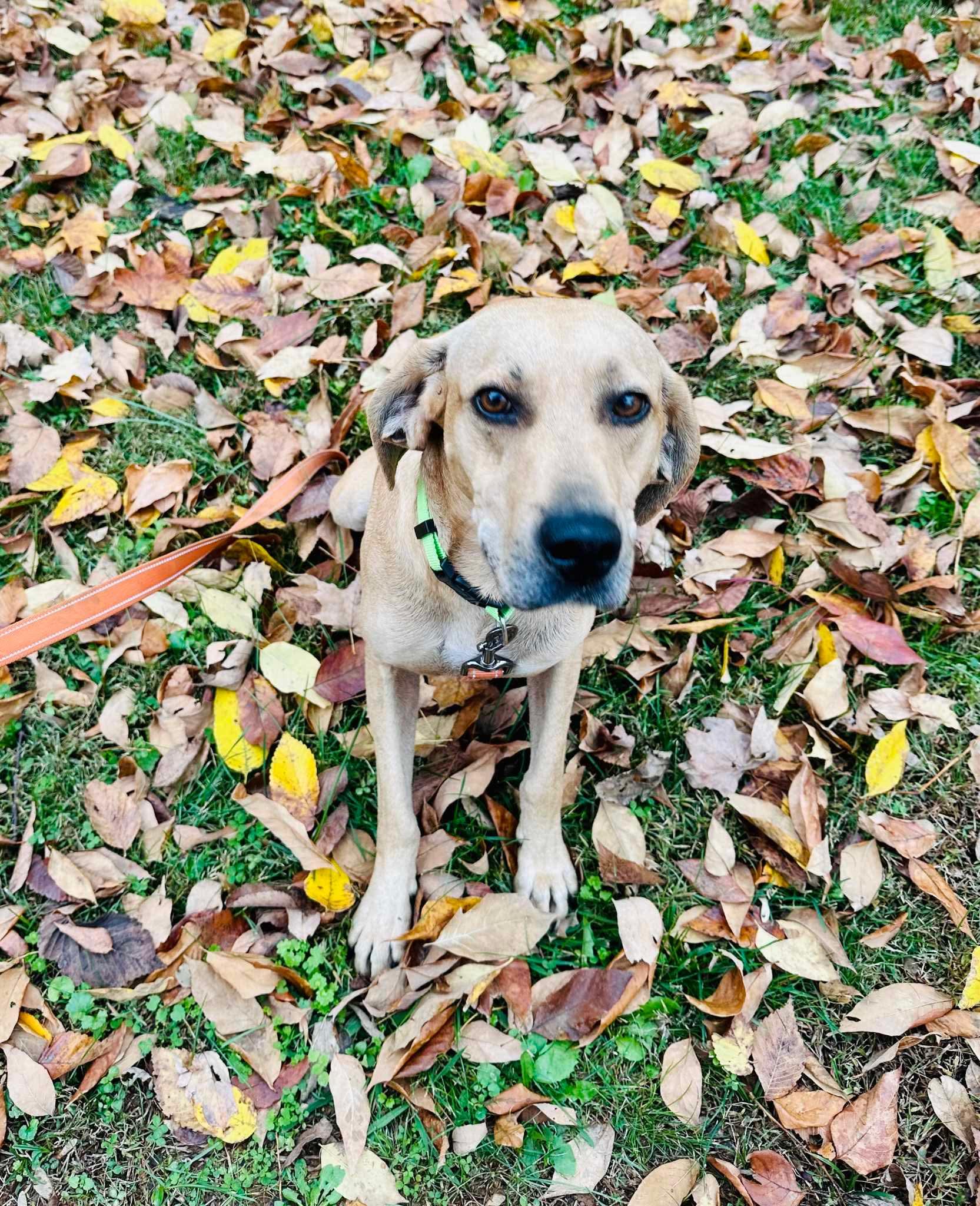 Enlarge Charlie, a Adoptable mixed breed in Westwood, NJ image 4/6