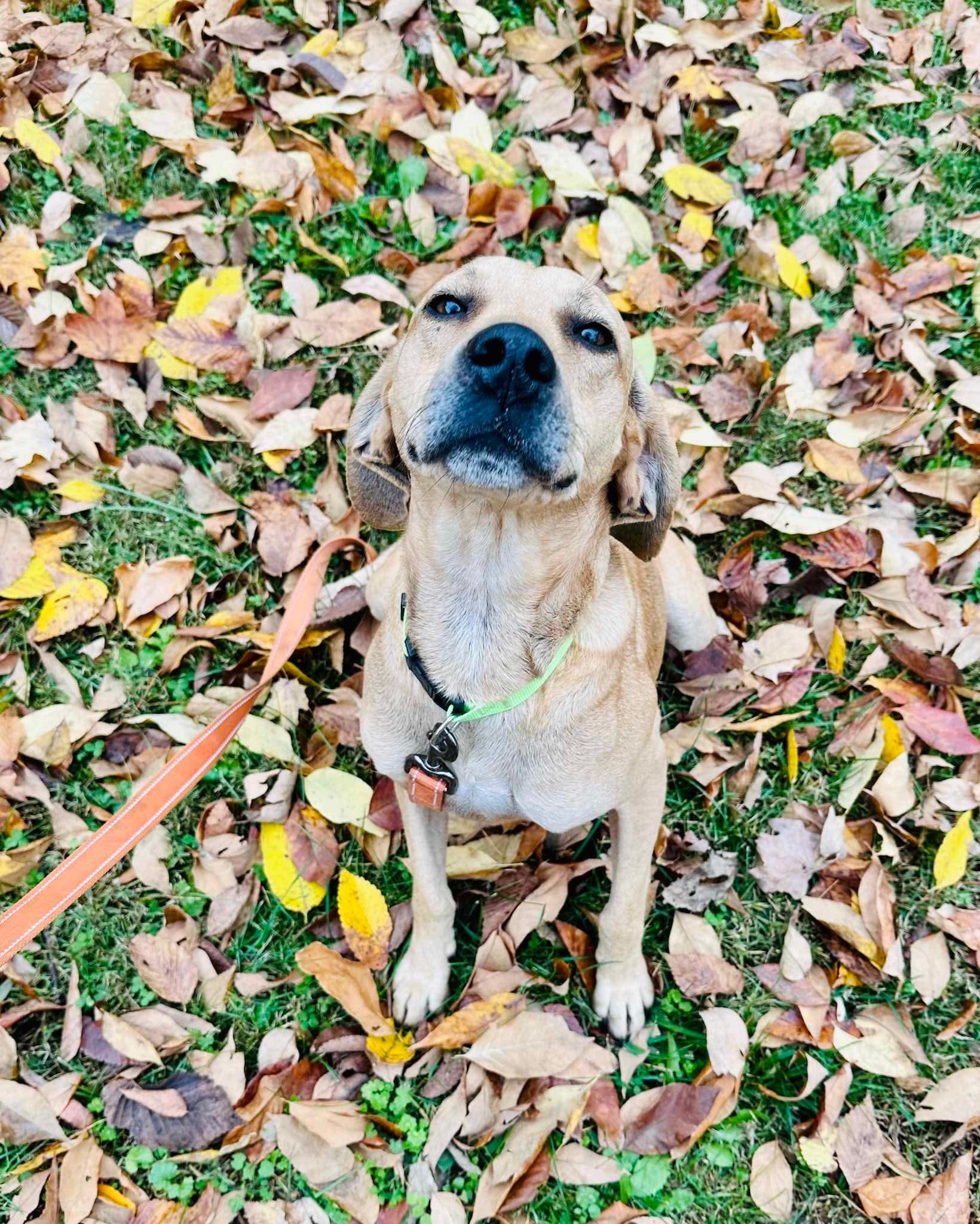 Enlarge Charlie, a Adoptable mixed breed in Westwood, NJ image 2/6
