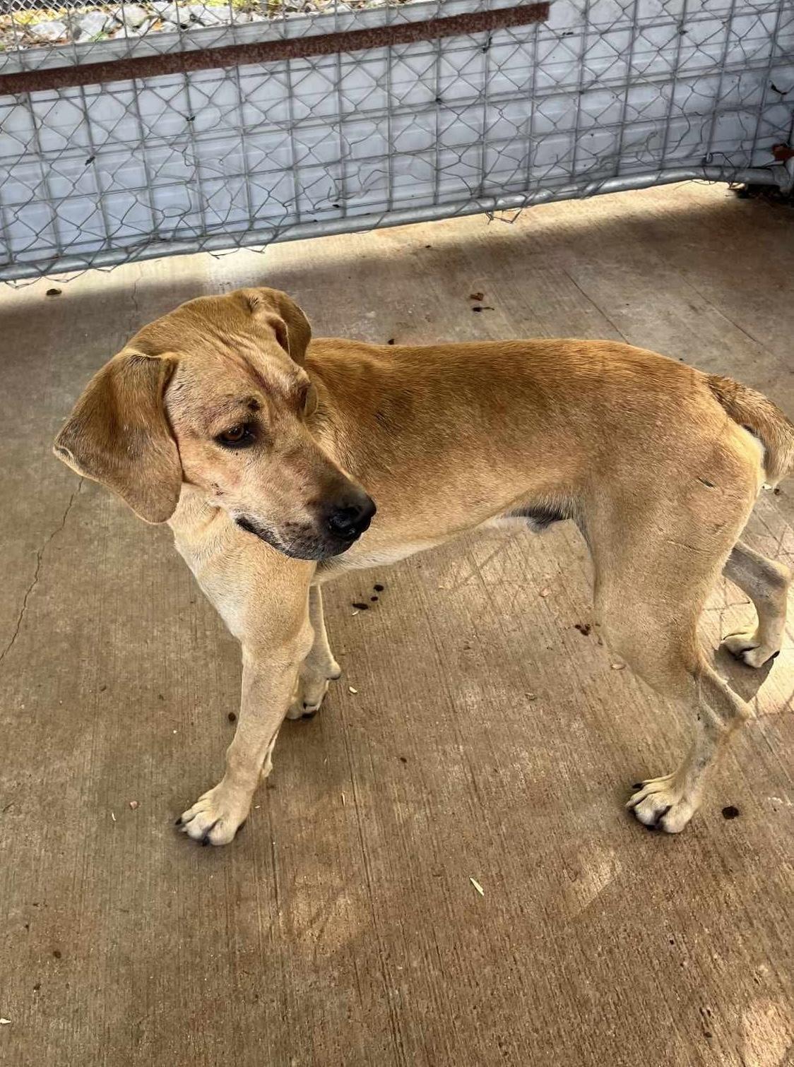 Enlarge Charlie, a Adoptable mixed breed in Westwood, NJ image 6/6