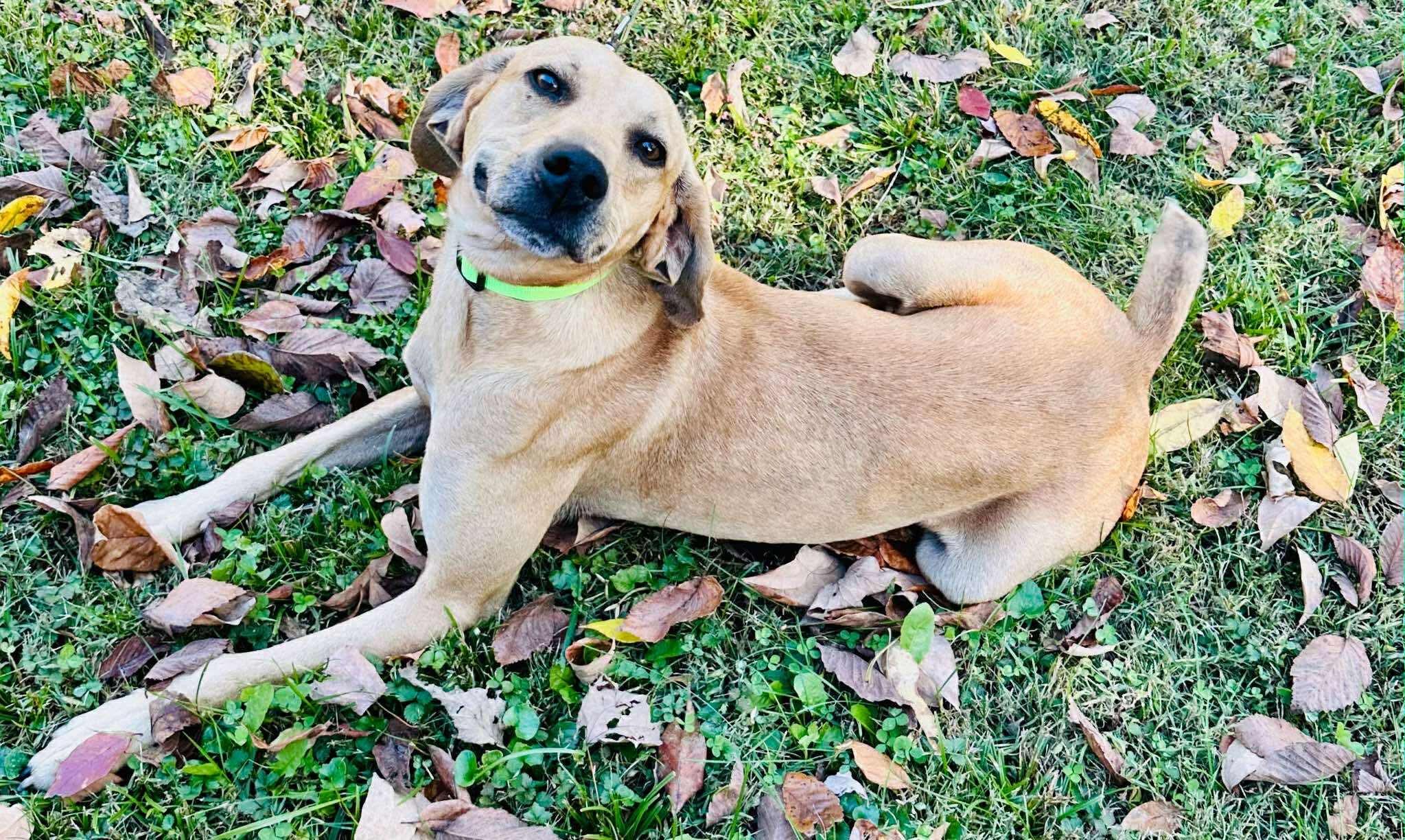 Enlarge Charlie, a Adoptable mixed breed in Westwood, NJ image 3/6