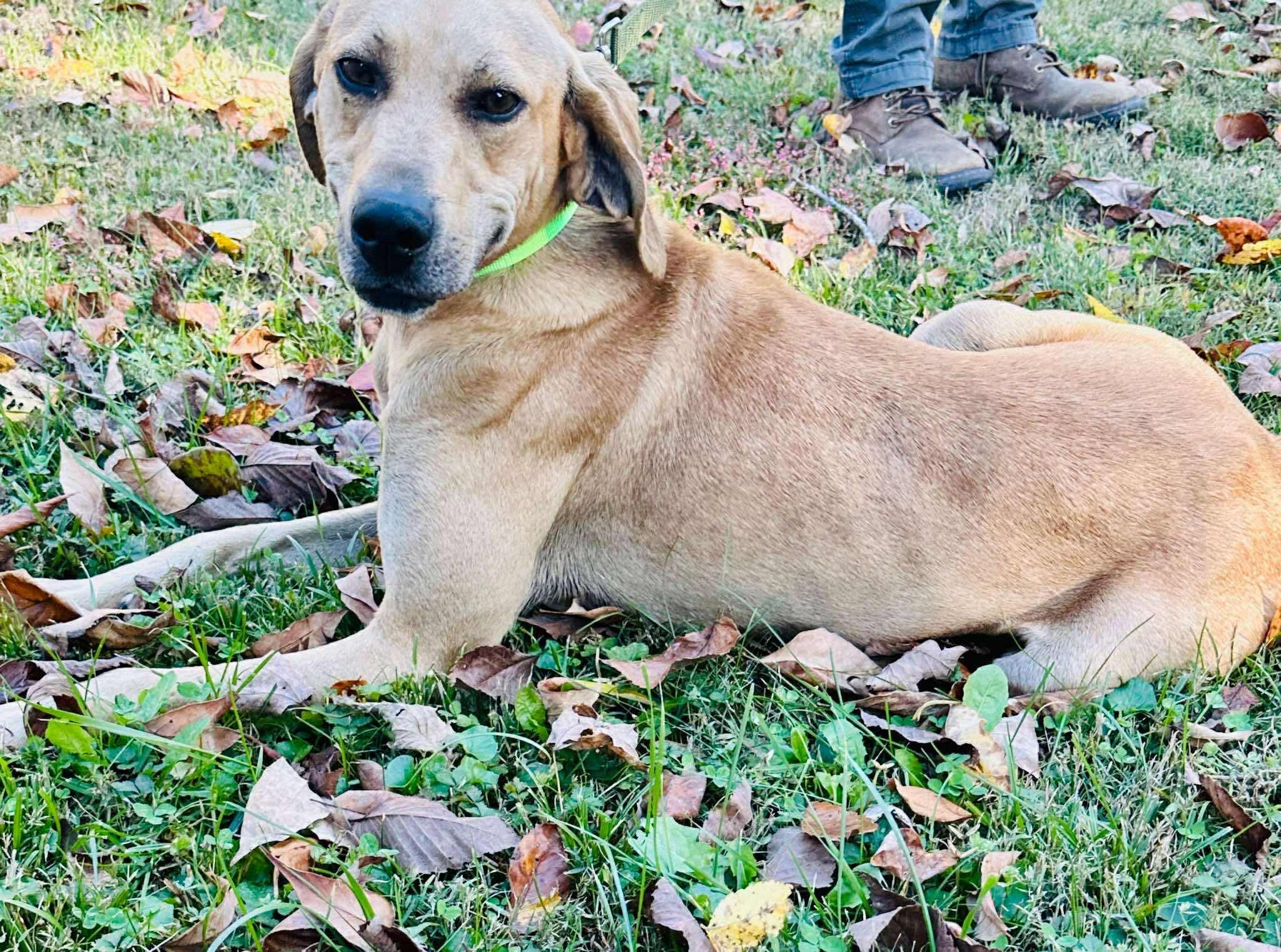 Enlarge Charlie, a Adoptable mixed breed in Westwood, NJ image 1/6