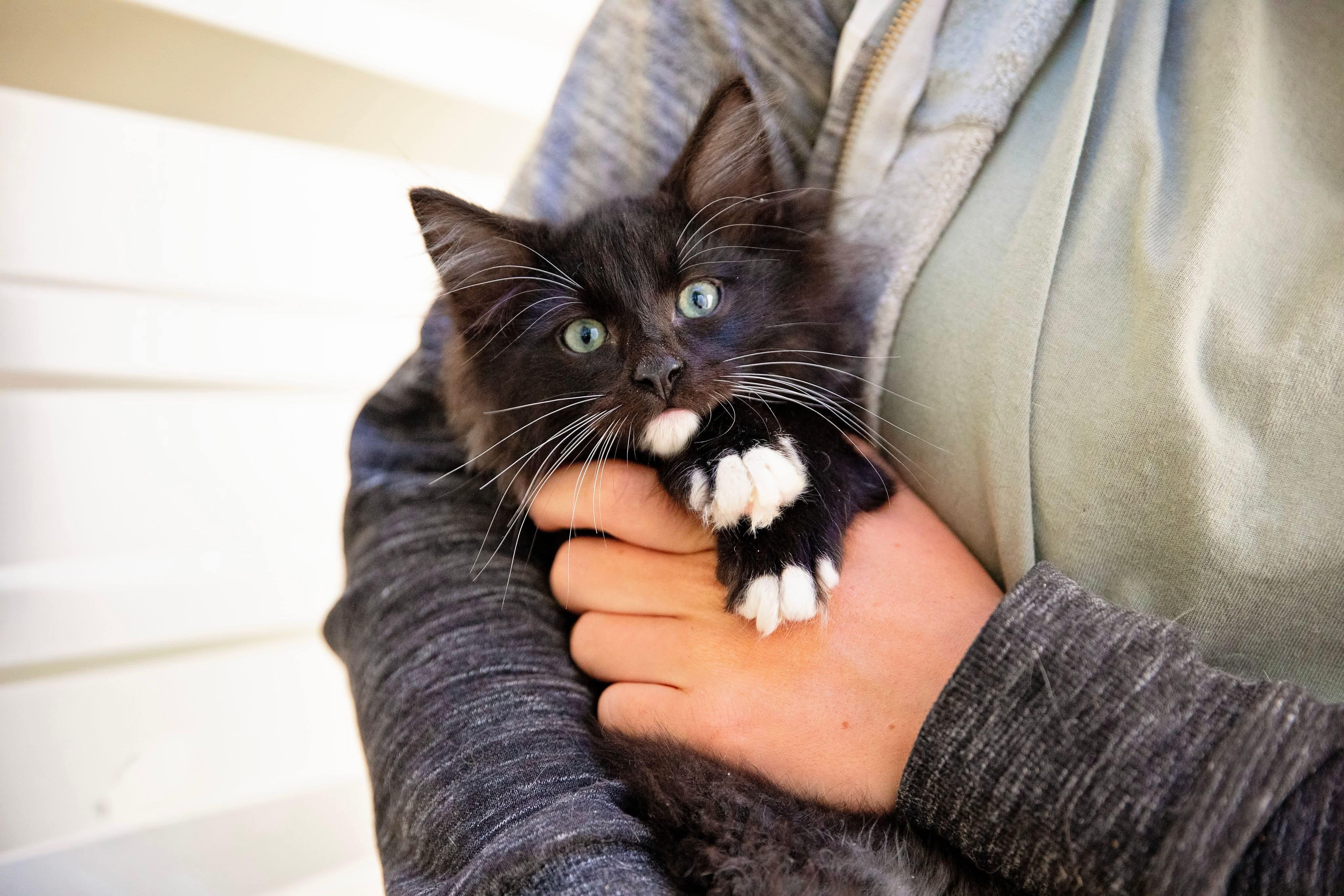 Enlarge Raven, a Adopted Domestic Long Hair in Seattle, WA image 3/3