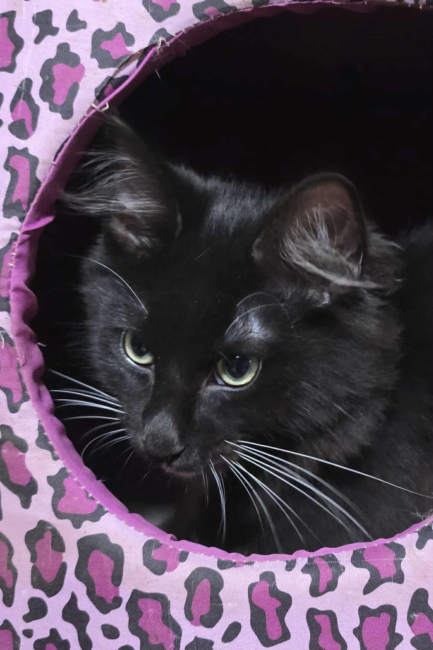 Raven, Adopted, Young Male Domestic Long Hair.