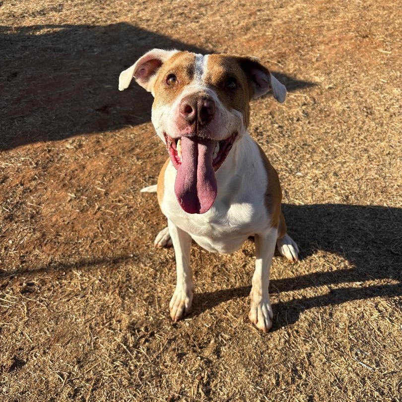 Bandit, a ADOPTABLE mixed breed in Sentinel, OK image 3/3