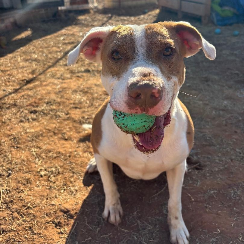 Bandit, a ADOPTABLE mixed breed in Sentinel, OK image 2/3