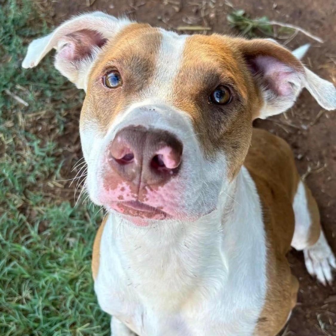 Bandit, a ADOPTABLE mixed breed in Sentinel, OK image 1/3