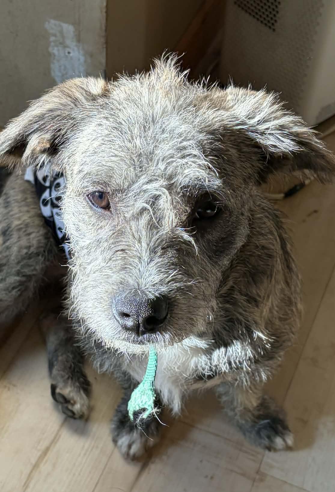 Enlarge Then Shoes, a ADOPTABLE mixed breed in Cedar Rapids, IA image 4/5