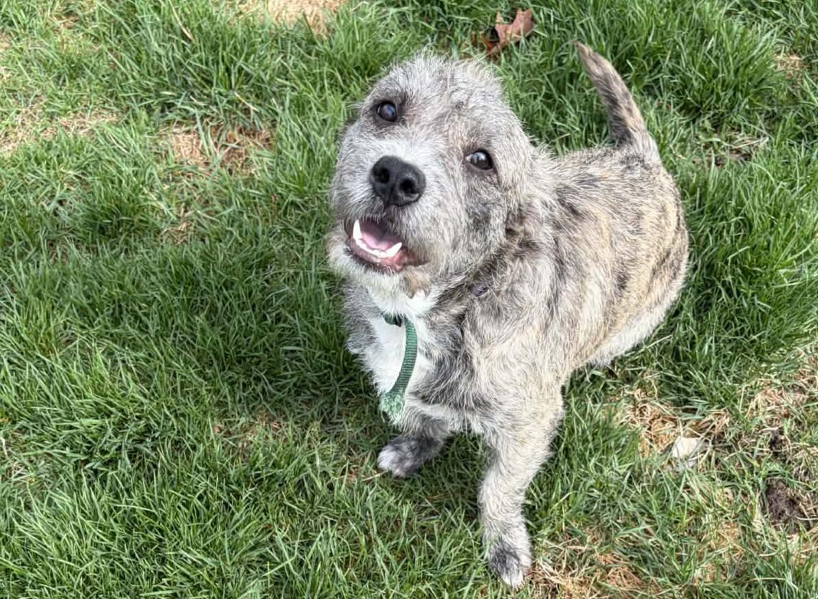 Enlarge Then Shoes, a ADOPTABLE mixed breed in Cedar Rapids, IA image 3/5