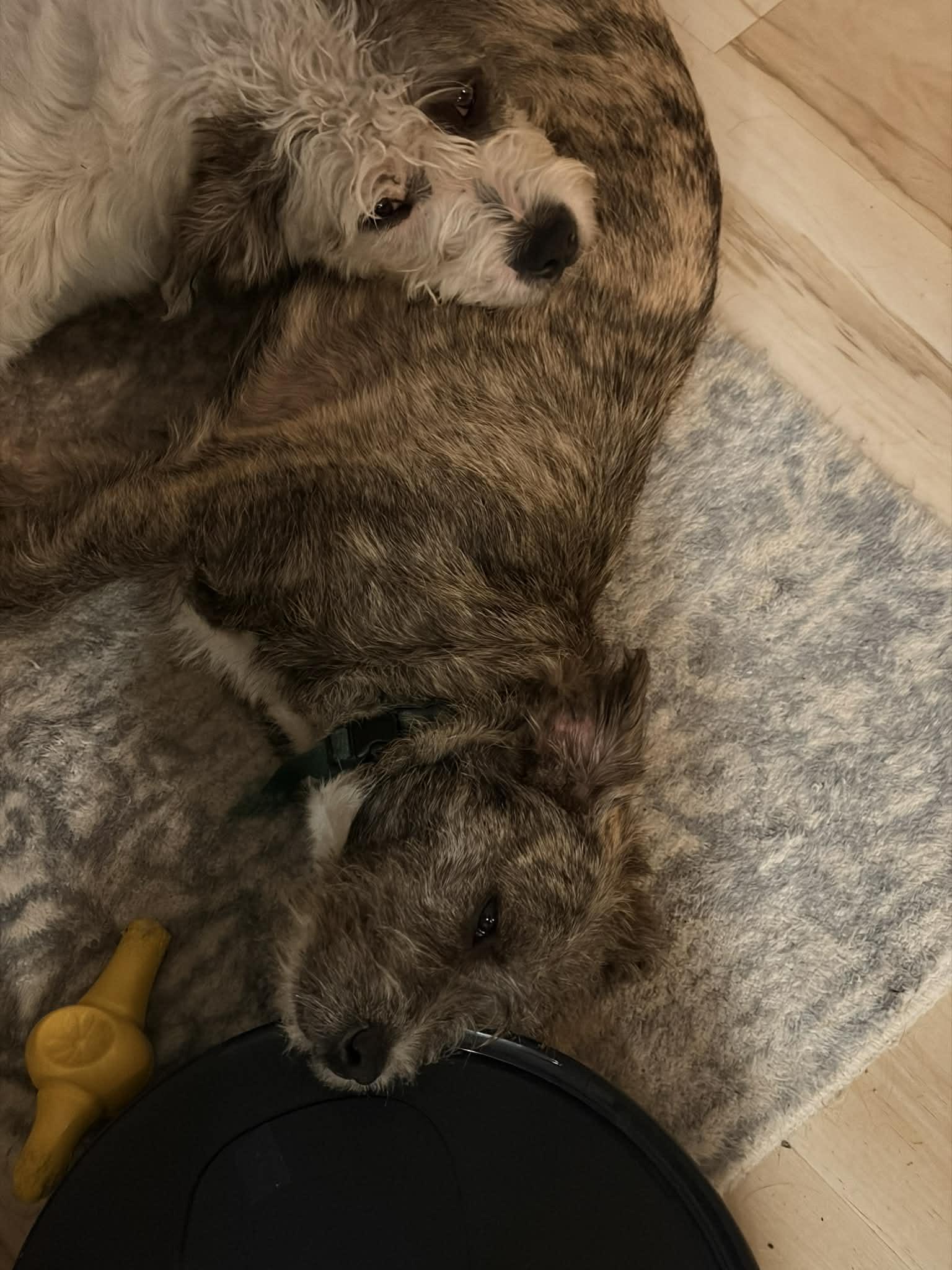 Enlarge Then Shoes, a ADOPTABLE mixed breed in Cedar Rapids, IA image 2/5