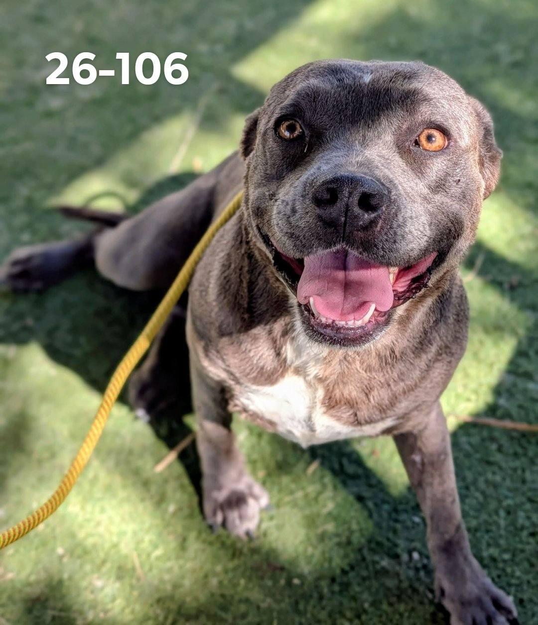26-106, ADOPTABLE, Adult Female Pit Bull Terrier.