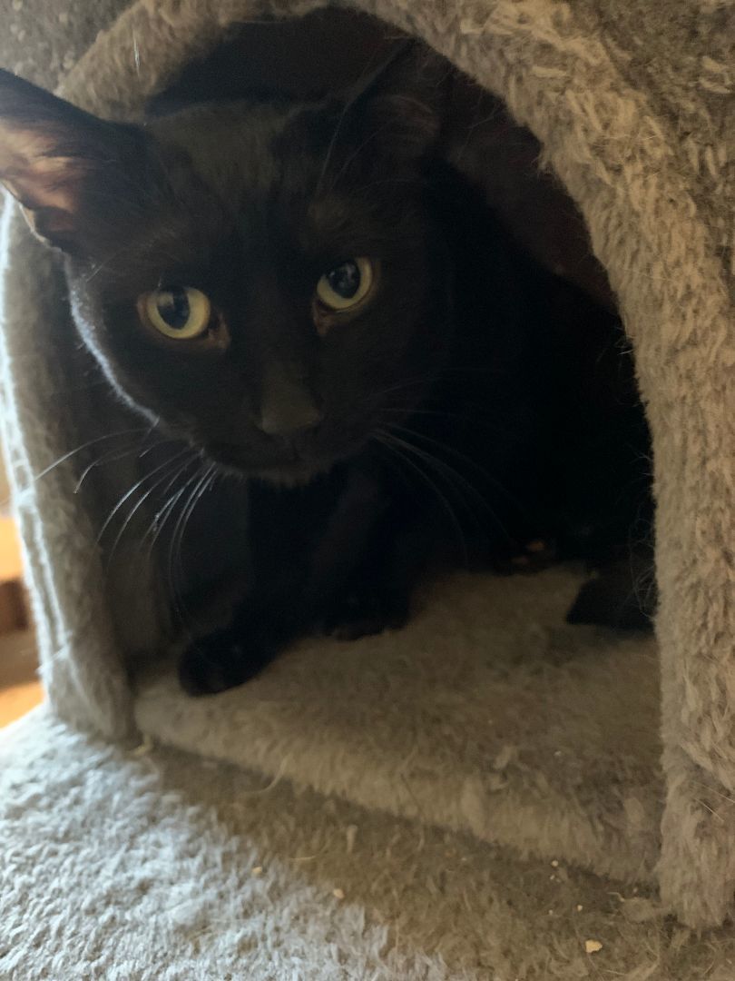 Enlarge Monty20, an adoptable Domestic Short Hair in Milwaukee, WI image 1/12