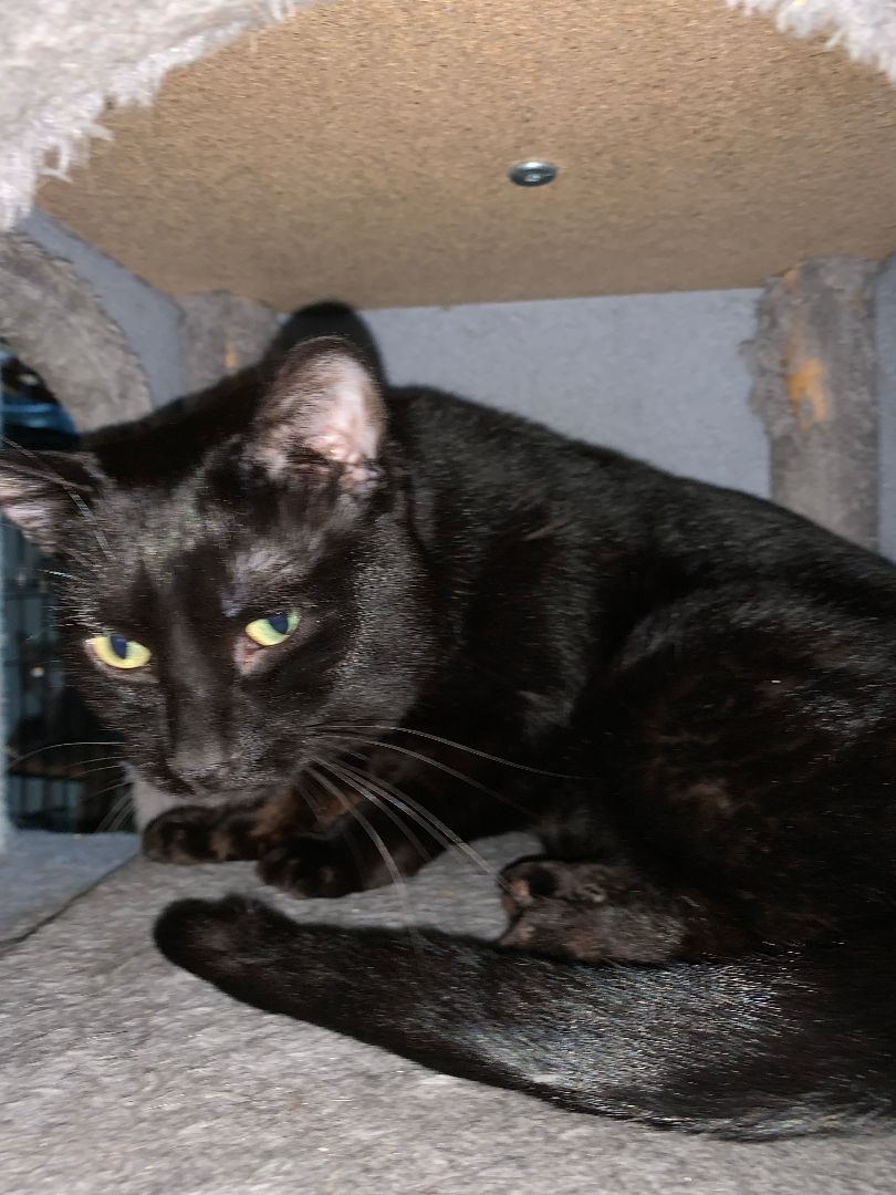 Enlarge Monty20, an adoptable Domestic Short Hair in Milwaukee, WI image 9/12