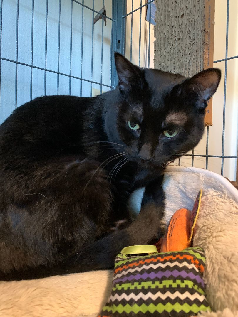 Enlarge Monty20, an adoptable Domestic Short Hair in Milwaukee, WI image 10/12