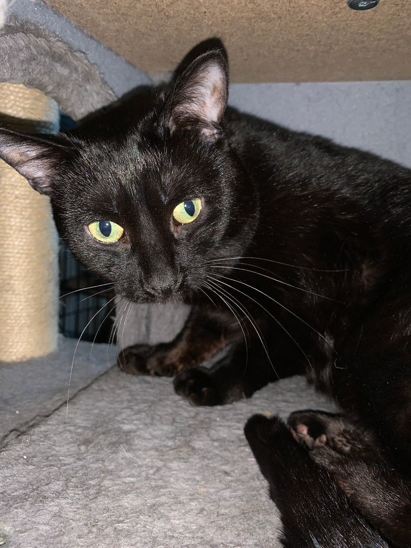 Enlarge Monty20, an adoptable Domestic Short Hair in Milwaukee, WI image 11/12