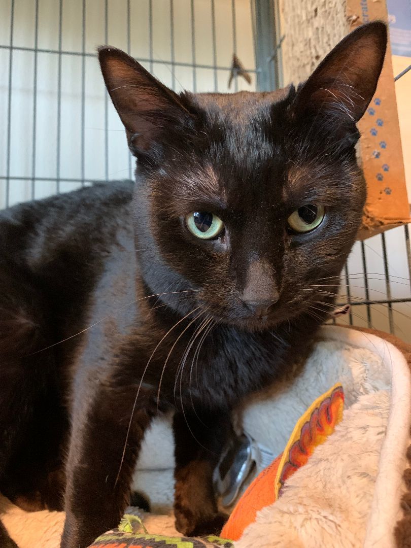 Enlarge Monty20, an adoptable Domestic Short Hair in Milwaukee, WI image 12/12