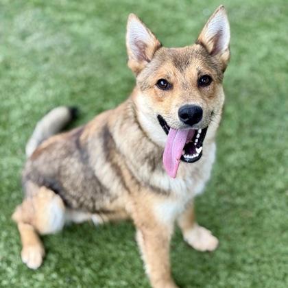 Murray, a ADOPTABLE mixed breed in Red Bluff, CA image 2/3