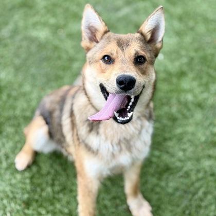 Murray, a ADOPTABLE mixed breed in Red Bluff, CA image 3/3