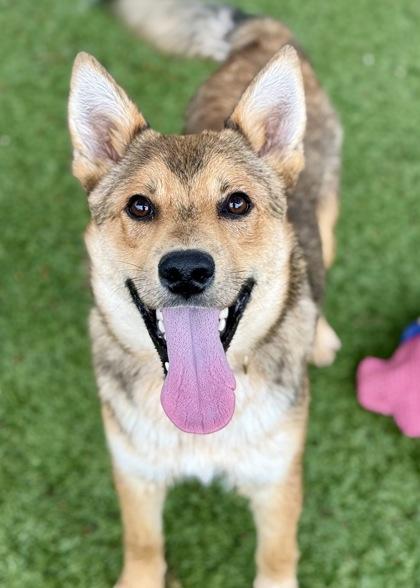 Murray, ADOPTABLE, Young Male Shepherd & Australian Cattle Dog / Blue Heeler.