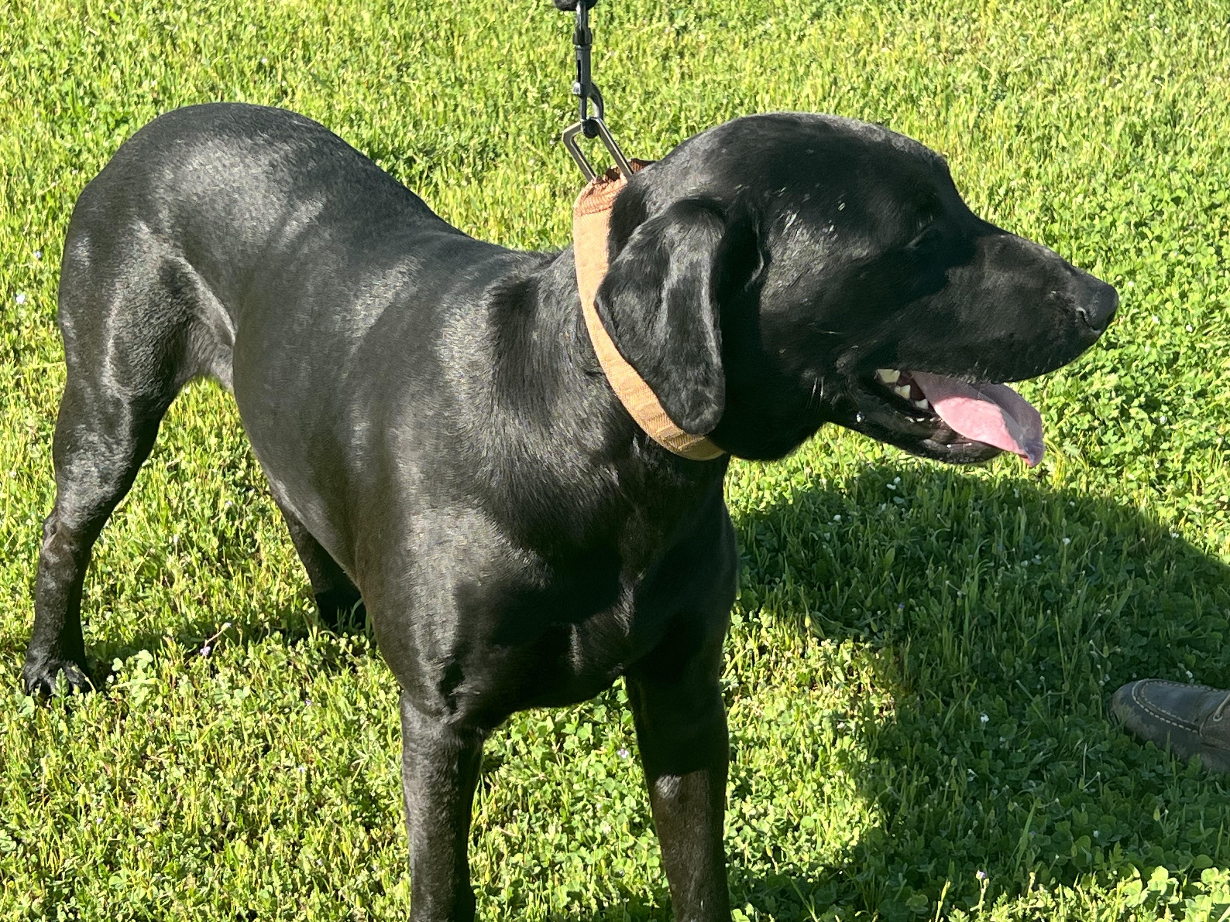 Enlarge Huck, a ADOPTABLE mixed breed in Oroville , CA image 2/5