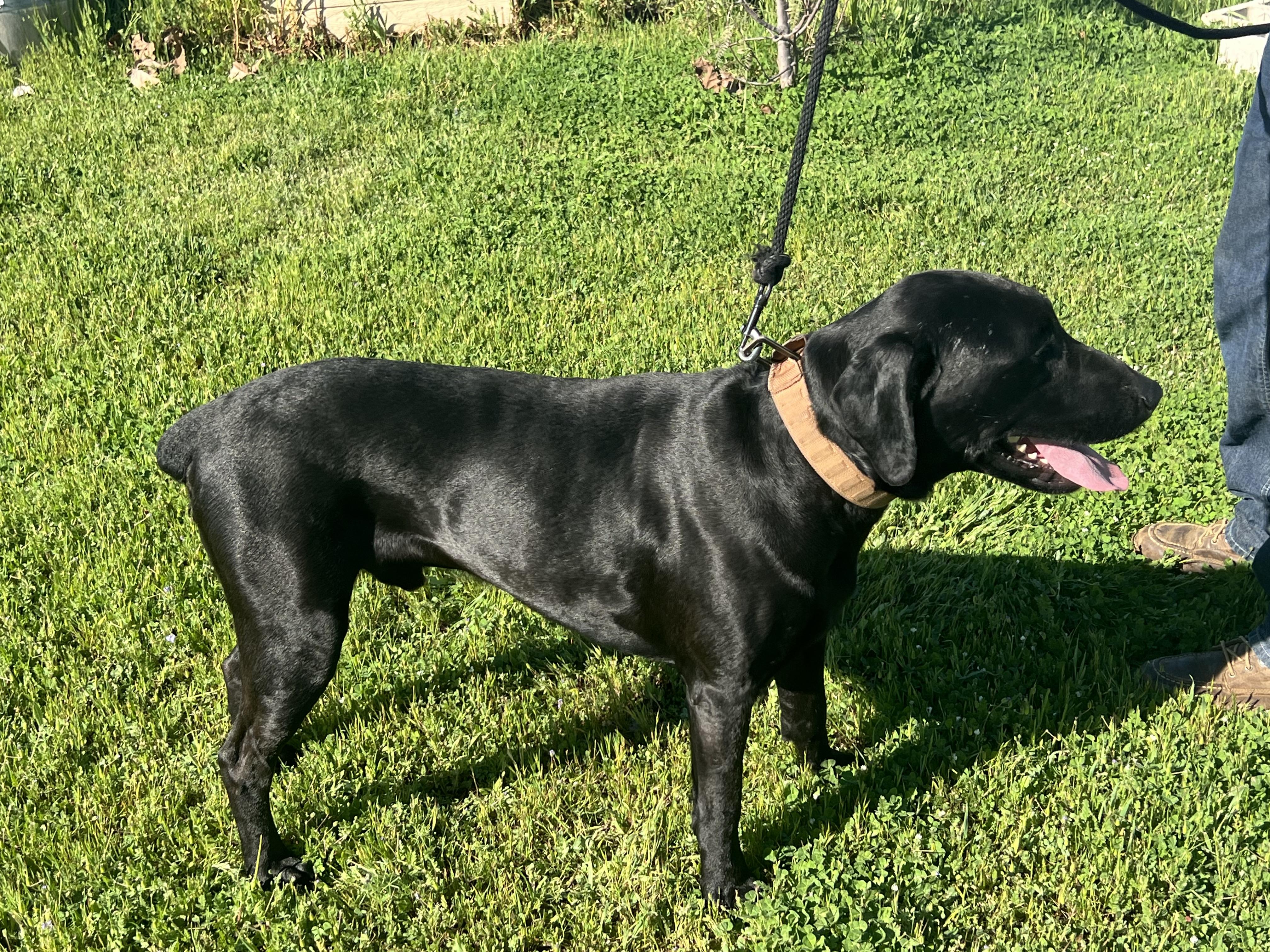 Enlarge Huck, a ADOPTABLE mixed breed in Oroville , CA image 5/5