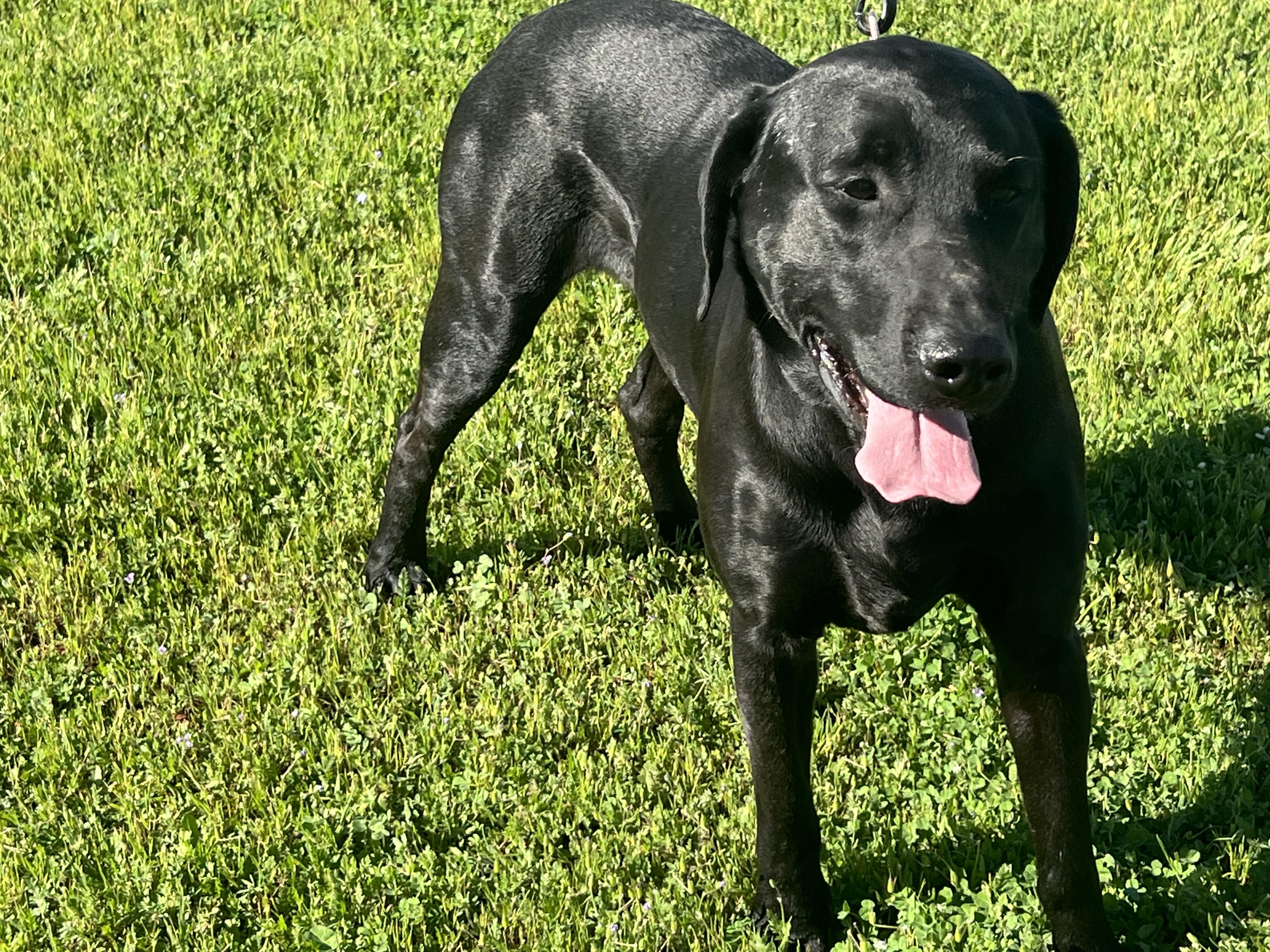 Enlarge Huck, a ADOPTABLE mixed breed in Oroville , CA image 3/5