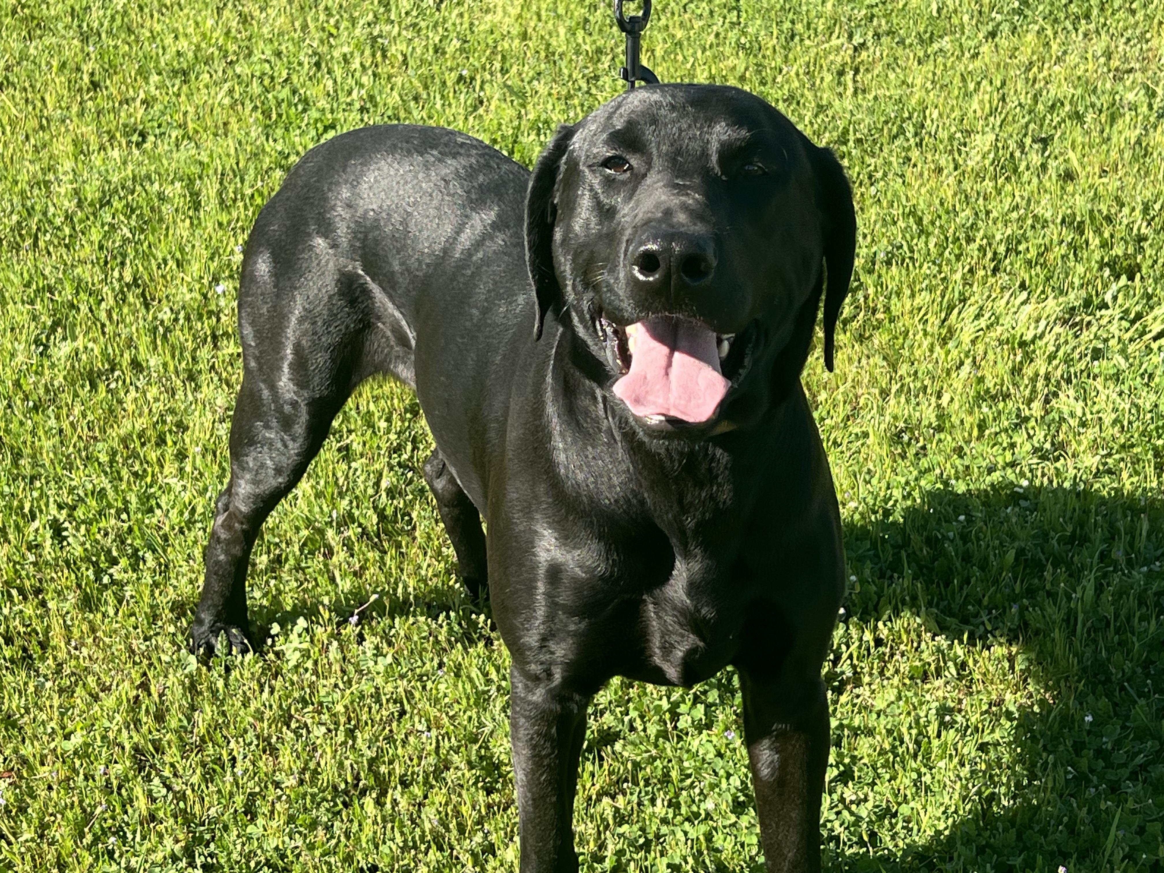 Enlarge Huck, a ADOPTABLE mixed breed in Oroville , CA image 4/5